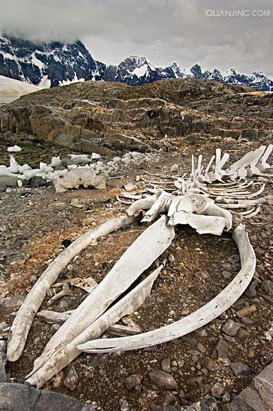 鯨骨是什么材料