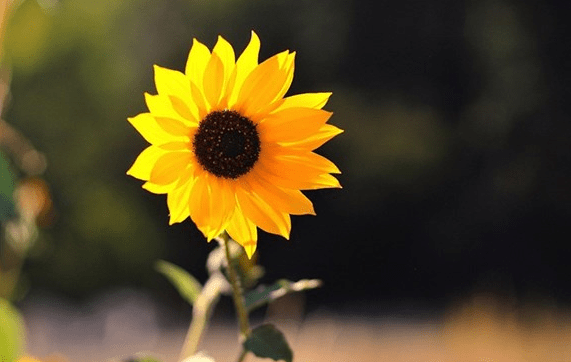 學(xué)會珍惜的經(jīng)典說說（77條）