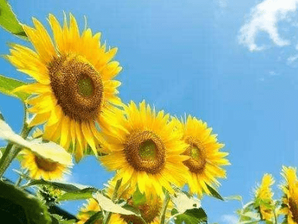 唯美走心的經(jīng)典說說（80條）