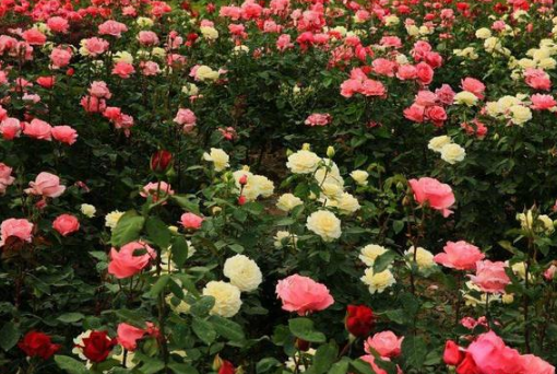 致自己有內(nèi)涵的經(jīng)典說說（48條）