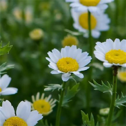 適合清明節(jié)發(fā)朋友圈的說說 適合清明節(jié)發(fā)朋友圈的說說