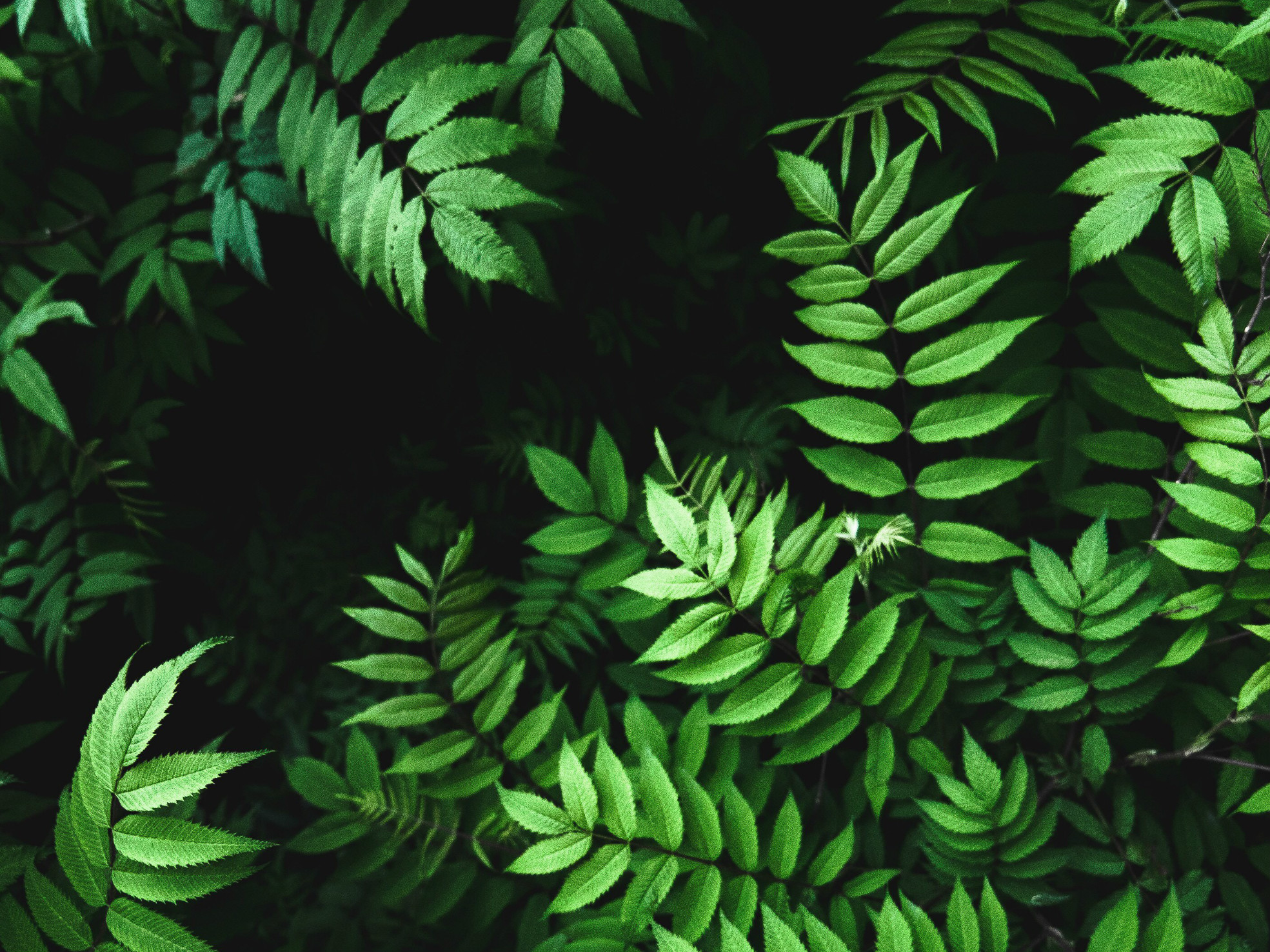 植樹節(jié)經(jīng)典說說心情短語