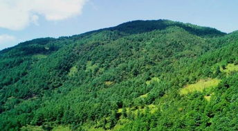 全椒是國林場改革林業(yè)基礎知識考試