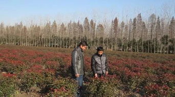 苗木,經(jīng)紀人,基礎知識