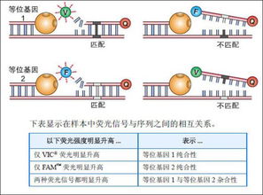 單核苷酸多態(tài)性基礎(chǔ)知識