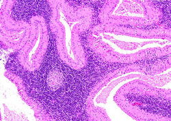 口腔醫(yī)學(xué),基礎(chǔ)知識(shí)