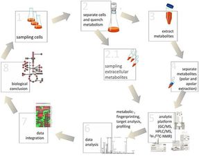 微生物,代謝,基礎(chǔ)知識