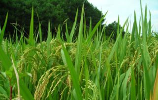 雜交水稻田間鑒定基礎(chǔ)知識