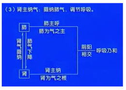 中醫(yī)基礎知識腎的生理功能
