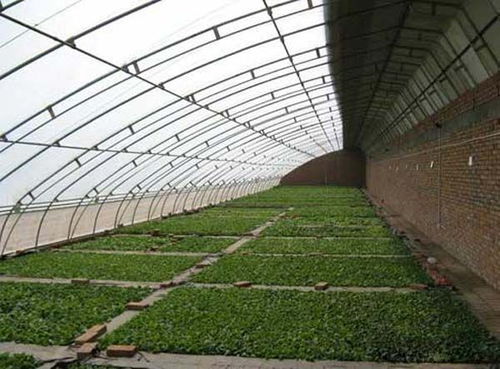 溫室,基礎知識,種植,部隊