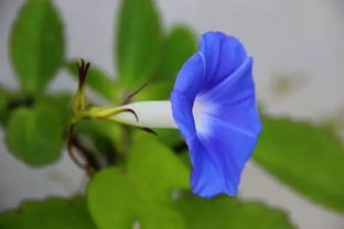 花卉基礎(chǔ)知識問答題