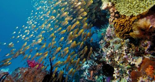 海洋動物基礎知識