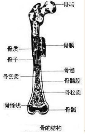 基礎(chǔ)醫(yī)學(xué)知識(shí)解剖學(xué)神經(jīng)系統(tǒng),基礎(chǔ)醫(yī)學(xué)概論解剖學(xué)部分,基礎(chǔ)醫(yī)學(xué)解剖學(xué)研究生畢業(yè)干嘛