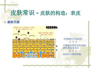 皮膚分成基礎(chǔ)知識