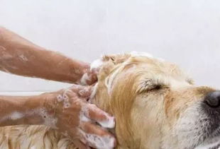 《寵物美容基礎(chǔ)知識》