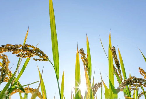 高產(chǎn)水稻基礎(chǔ)知識