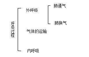 中醫(yī)基礎(chǔ)知識肺