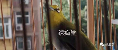 新手養(yǎng)鳥(niǎo)基礎(chǔ)知識(shí)最簡(jiǎn)