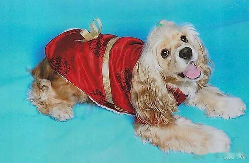 新手養(yǎng)狗基礎(chǔ)知識(shí)金毛