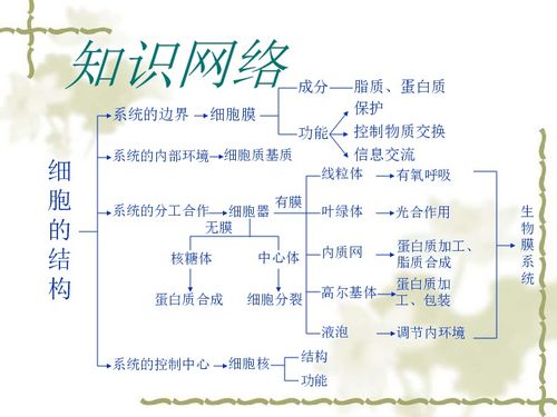 細(xì)胞的結(jié)構(gòu)基礎(chǔ)知識(shí)點(diǎn)大綱