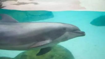 基礎知識,海洋,動物