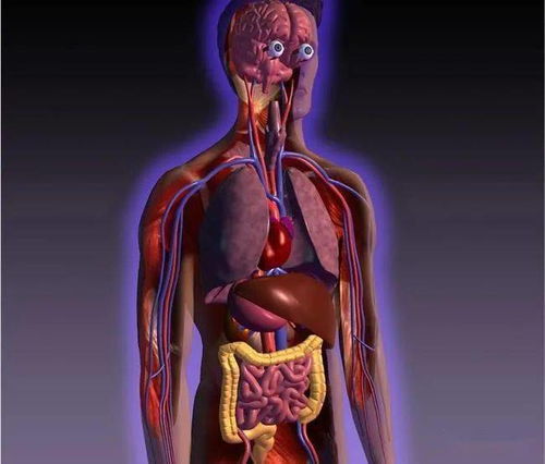 五臟六腑中醫(yī)基礎(chǔ)知識