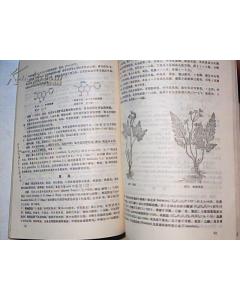 藥用植物學(xué)科的基礎(chǔ)知識