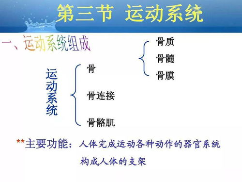 解剖基礎(chǔ)知識總結(jié)