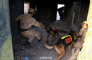軍犬訓(xùn)練基礎(chǔ)知識