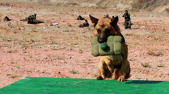 關(guān)于軍犬基礎(chǔ)知識題庫