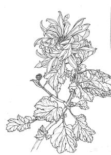 線描畫法基礎知識