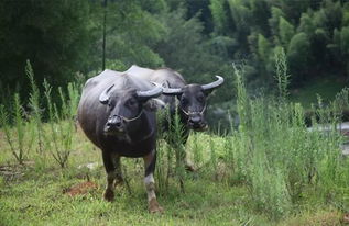 音樂基礎(chǔ)知識水牛