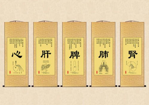 中醫(yī)基礎知識之藏象學說之五臟