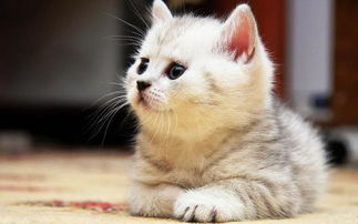 笑談,基礎(chǔ)知識(shí),動(dòng)物