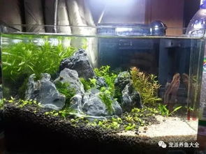 魚缸造景基礎(chǔ)知識