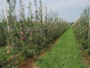 果園種植基礎(chǔ)知識(shí)