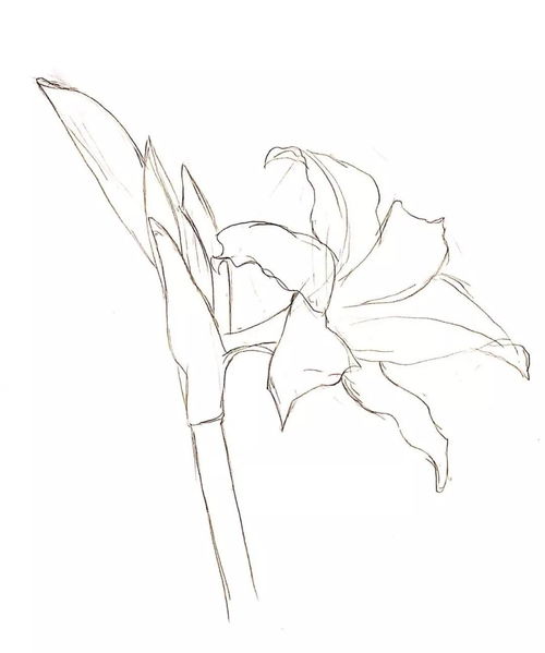 鉛筆畫技法基礎(chǔ)知識