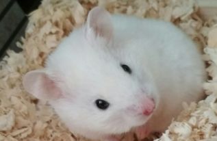 黃金鼠基礎(chǔ)知識(shí)以及日常管理