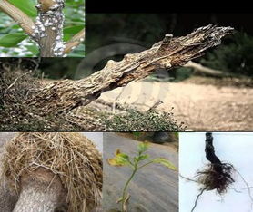 二手房經(jīng)紀人基礎知識培訓,房產(chǎn)經(jīng)紀人必備基礎知識,房產(chǎn)經(jīng)紀人專業(yè)基礎知識