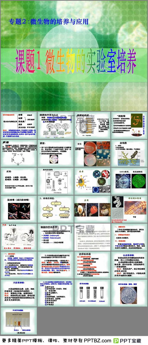 真菌,細(xì)菌,基礎(chǔ)知識(shí),病毒