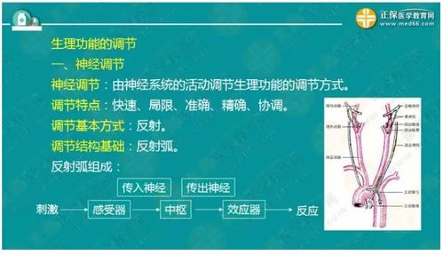 醫(yī)學(xué)基礎(chǔ)知識生理學(xué)豆丁網(wǎng)