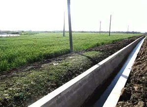 水稻,高產(chǎn),基礎(chǔ)知識