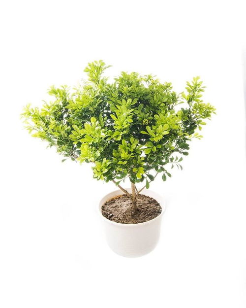 綠植生長(zhǎng)的基礎(chǔ)知識(shí)