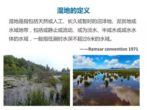 濕地,基礎(chǔ)知識