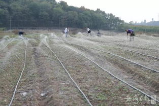 灌溉建設(shè)的基礎(chǔ)知識