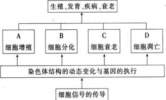 細胞的生命歷程基礎(chǔ)知識