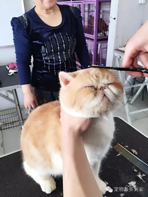 寵物貓的基礎(chǔ)知識