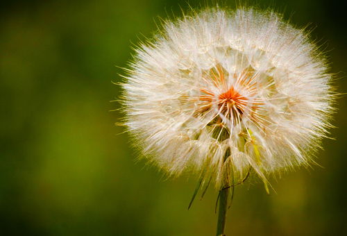 蒲公英基礎(chǔ)知識(shí)