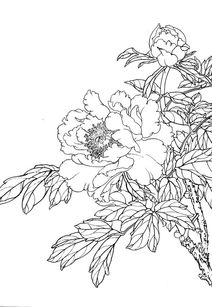線描花卉基礎(chǔ)知識(shí)