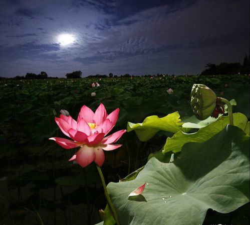 第一單元荷塘月色基礎(chǔ)知識(shí)